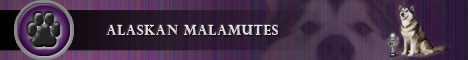 Alaskan malamutes